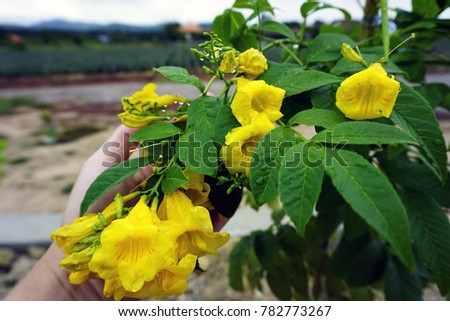yellow elder trumpet flower yellow trumpet flower yellow trumpet