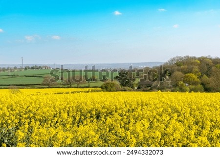 Similar – Image, Stock Photo Yellow golden canola field in the summertime