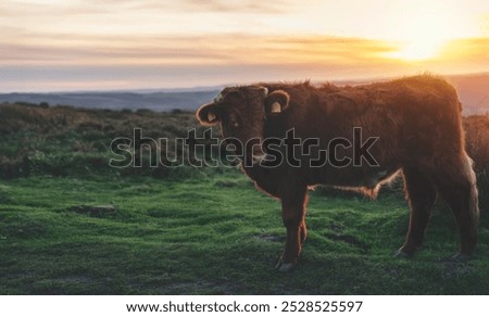 Similar – Image, Stock Photo Calm brown cow in stable in bright sunlight