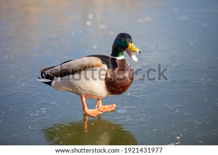 Similar – Image, Stock Photo Mallard on a freshly trimmed pollard willow