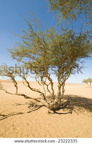 Thorn trees growing out of the desert sand in the Wahiba, Oman, casting shadow for animals or bedouin travellers.