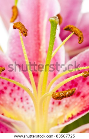Close up of a tiger lily after a rain shower - macro shot.