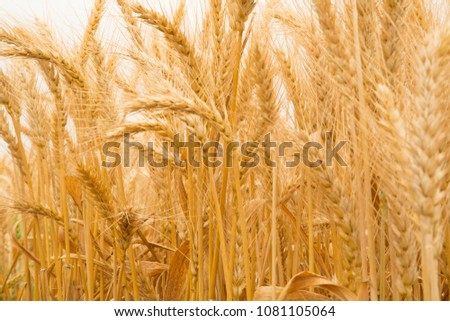 Image, Stock Photo Harvest time. The wheat is in full bloom right now. The stalks are bending.