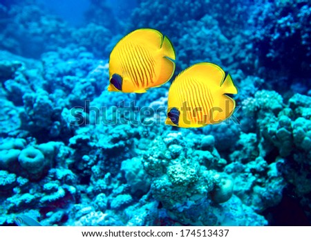 Group of coral fish  blue water.