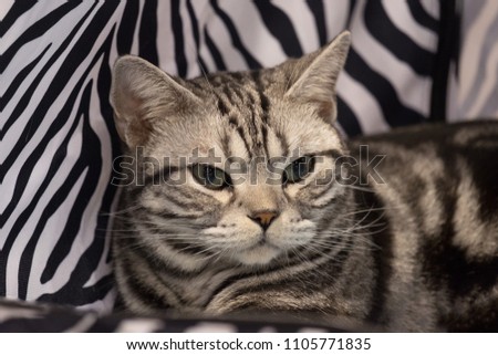 Shutterstock Puzzlepix