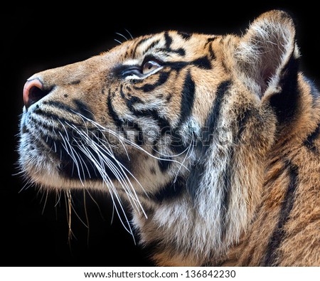 sumatran tiger face profile in color with black background