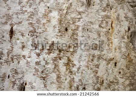 tree bark gum tree
