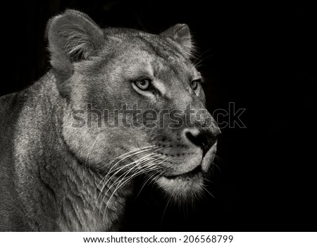 An female Africa lion portrait on a black background head only in monochrome (black and white)