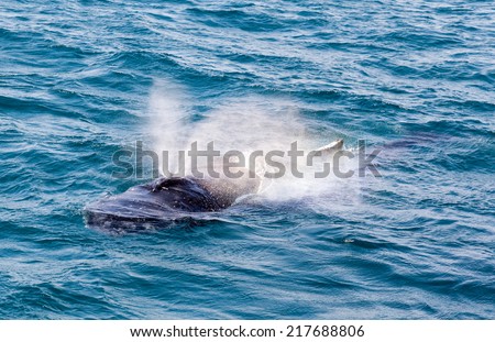 Whale in Hervey Bay Australia . Humpbacks migrate annually from summer feeding grounds near the poles to warmer winter breeding waters closer to the Equator.