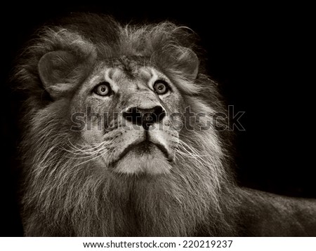A monochrome portrait of a dominant alert male maned lion