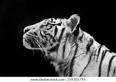 The Sumatran tiger is a rare tiger subspecies that inhabits the Indonesian island of Sumatra. It was classified as critically endangered