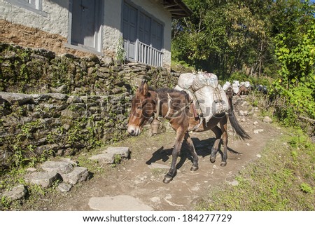 in the mountains of transport is mainly on the backs of pack animals.