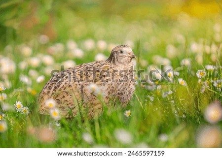 Similar – Image, Stock Photo Quail in the grass