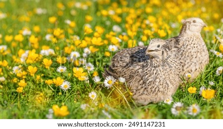 Similar – Image, Stock Photo Quail in the grass