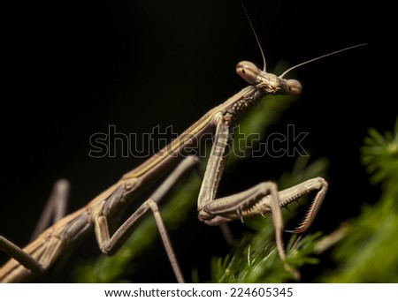 Praying Mantis (Juvenile)
