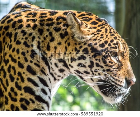 A beautiful profile picture from a jaguar. The light comes into his face and contouring it. Stock fotó © 