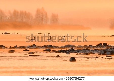 Similar – Image, Stock Photo Swans on a landing stage