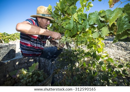 JEREZ DE LA FRONTERA, SPAIN - AUGUST 26: People doing manually harvest of white wine grapes on aug 26, 2014 in Jerez de la frontera