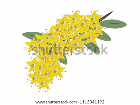 Similar – Image, Stock Photo yellow star flowers of golden lily against dark background