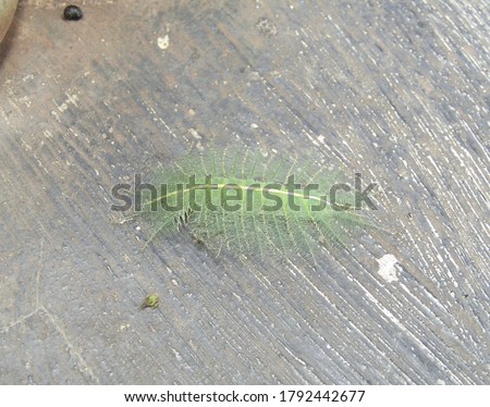 The baron caterpillar atau ulat baron (Euthalia aconthea gurda) has green hair and can camouflage and is harmless                       Zdjęcia stock © 