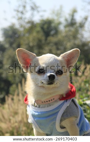 tiny dog ,chihuahua , outdoor dog,dog in blue shirt, collar,pink collar