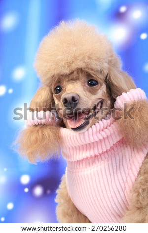 lady poodle / pink sweater / hair / ears fashion / pink ribbon / smiling / pink tongue / senior poodle / dress up dog