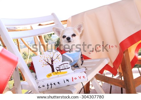 chihuahua , dog ,outdoor , coffee dog, party dog