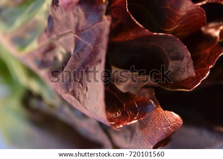 Macro detail of a red lettuce Stock fotó © 