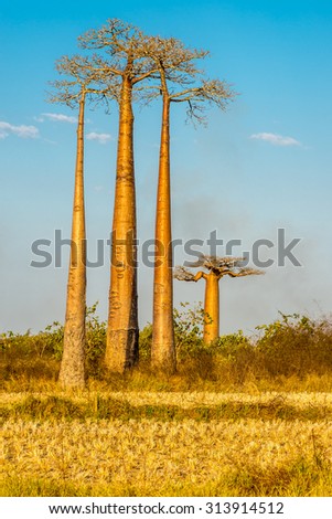 MORONDAVA,MADAGASCAR - AUGUST 01,2015 - Baobab trees.Adansonia grandidieri, sometimes known as Grandidiers baobab, is the biggest and most famous of Madagascars six species of baobabs.
