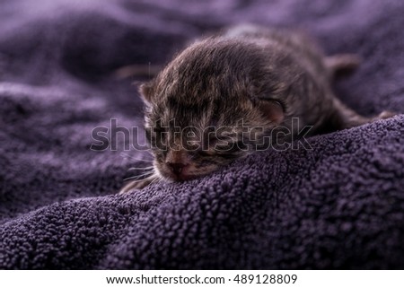 Similar – Image, Stock Photo a very small tomcat lies under a wooden table in the garden