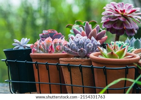 Similar – Foto Bild Nahaufnahme der Echeveria-Pflanze