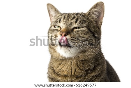 Similar – Image, Stock Photo black cat licks his paw