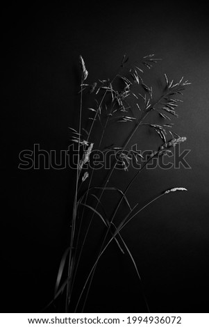 Similar – Image, Stock Photo Hogweed plants field monochrome