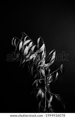 Similar – Image, Stock Photo Hogweed plants field monochrome