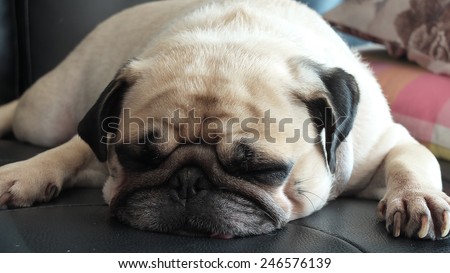 Close up face of Cute pug puppy dog sleeping in sofa