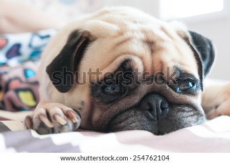 Close up face of Cute pug puppy dog sleeping on the bed