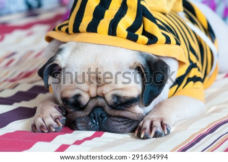 Closeup of old sleeping pug puppy with snot of cold wear yellow Sweatshirt with Hood on bed