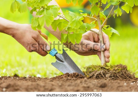 Hands Planting Small Tree with roots in a garden on green background