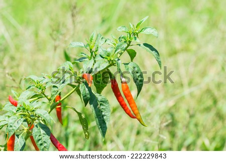 the beautiful red chili pepper on the plant under the sun light