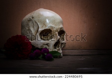 the death human skull as still life ideal for art and other purposes