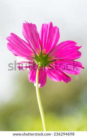 Beautiful pink flower and blur green and light as background