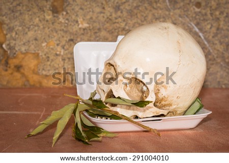 vintage dead human skull as a still life photography and other art purposes