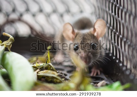 the cute little mouse in the cage wating to be released