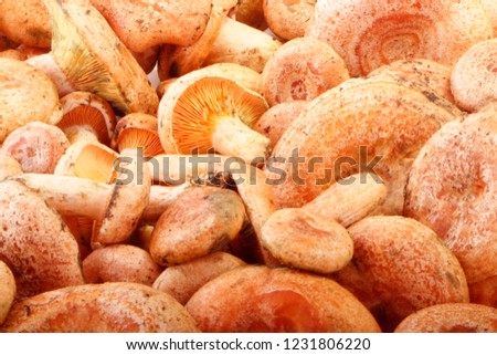 Image, Stock Photo Saffron milk cup mushroom (lactarious deliciosus) in a basket