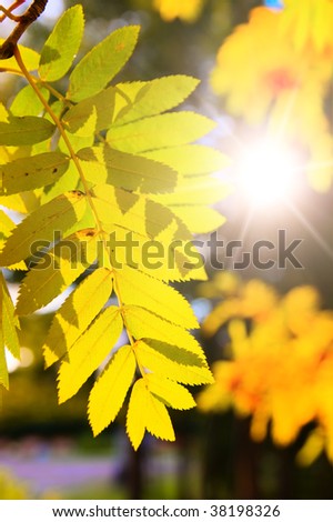 Gold branch of a mountain ash against the coming sun