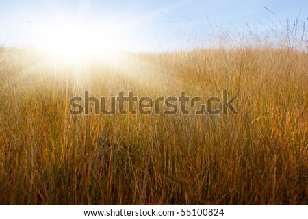 Gold meadow in summer sun rays