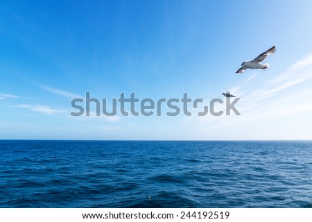 Seascape. Blue sky and white cloud. Calm sea. The Northern sea bird.