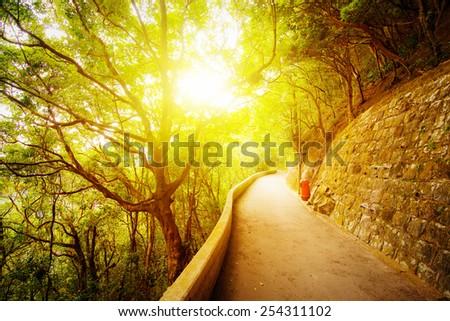Asphalt road for tourists in the mountains. Sunset under the trees. Forest.