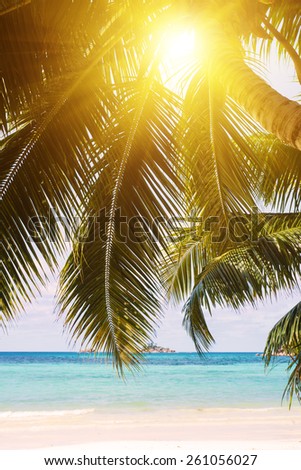 Palm trees in the light of the dying sun on the beach. The Seychelles. White coral beach and turquoise sea.