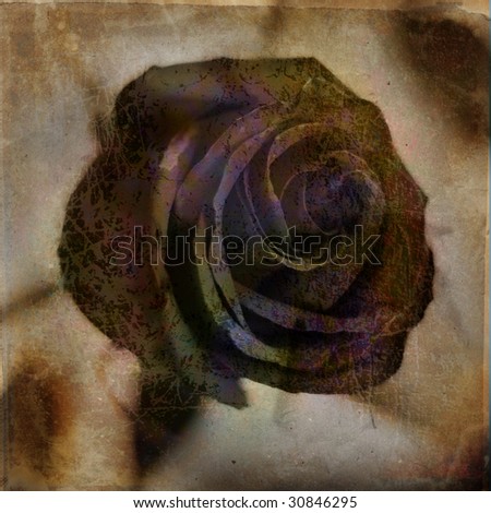 Old still life with rose